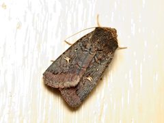 Proteuxoa microspila