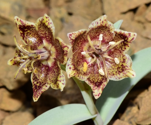 Representative image of Liliales