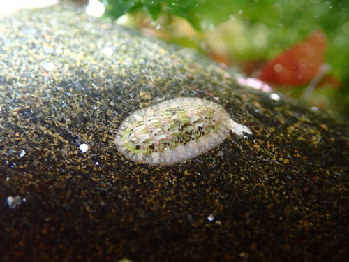 Lepidochitona cinerea