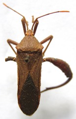 Piezogaster tetricus