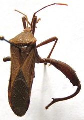 Piezogaster tetricus