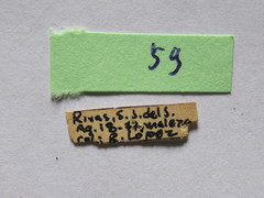 Piezogaster tetricus