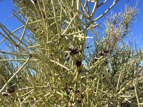 Crucifixion thorn (Canotia holacantha)