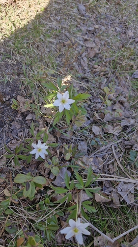 wood anemone