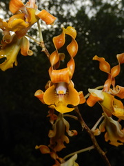 Dendrobium odoardi
