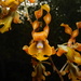 Dendrobium odoardi - Photo (c) Yanuar Ishaq Dc, some rights reserved (CC BY-NC-SA), uploaded by Yanuar Ishaq Dc
