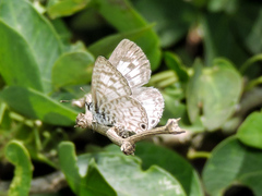Leptotes cassius cassidula