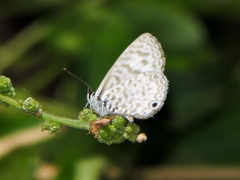 Leptotes cassius cassidula