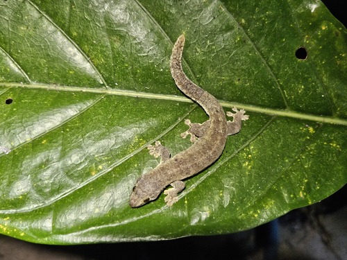 Perochirus ateles observed 2025-02-13