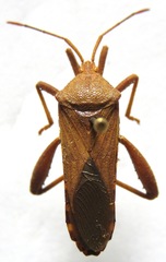 Piezogaster tetricus