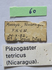 Piezogaster tetricus