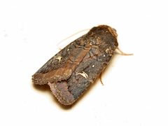 Proteuxoa microspila