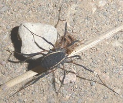 Systenocentrus luteobiseriatus