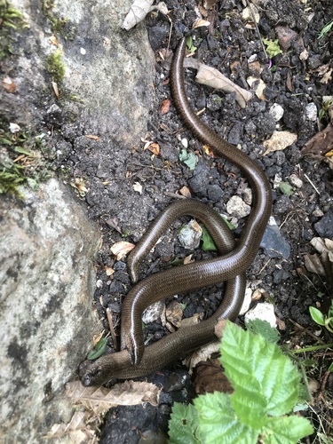 Common Slowworm