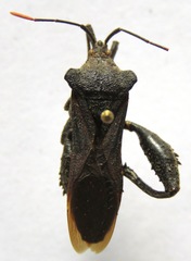 Piezogaster chiriquinus