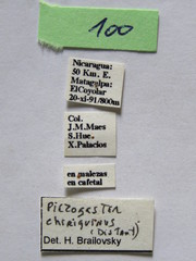 Piezogaster chiriquinus