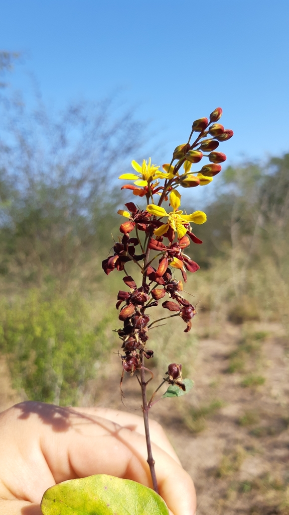Galphimia glandulosa