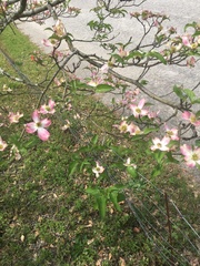 Cornus florida rubra