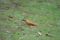 Furnarius leucopus