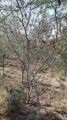 Galphimia glandulosa