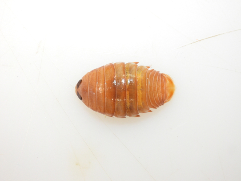 fish louse