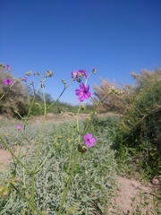 Mirabilis ovata