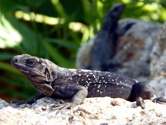 Ctenosaura oedirhina