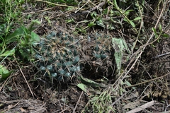 Coryphantha ottonis