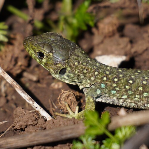 Avistamiento Lagarto ocelado (fardacho)