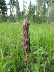 Leymus innovatus