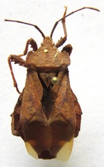 Piezogaster auriculatus