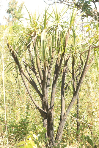 Vellozia squamata, photograph 1