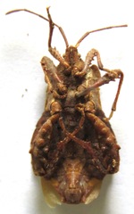 Piezogaster auriculatus