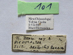 Piezogaster auriculatus