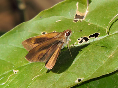 Synapte pecta