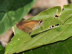 Synapte pecta
