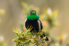 Oreotrochilus melanogaster