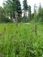 Leymus innovatus