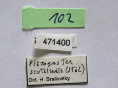 Piezogaster scutellaris