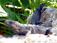 Ctenosaura oedirhina