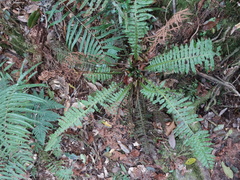 Plagiogyria stenoptera