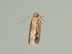 Eulechria xeropterella