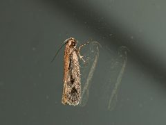 Eulechria xeropterella