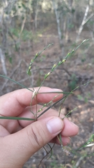 Carlowrightia pectinata