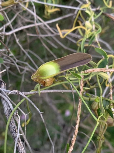 Aristolochia bonettiana