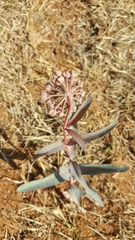 Asclepias glaucescens