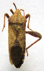 Piezogaster scutellaris