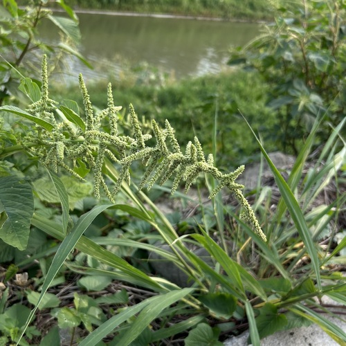 Amaranthus dubius observed 2026-05-01