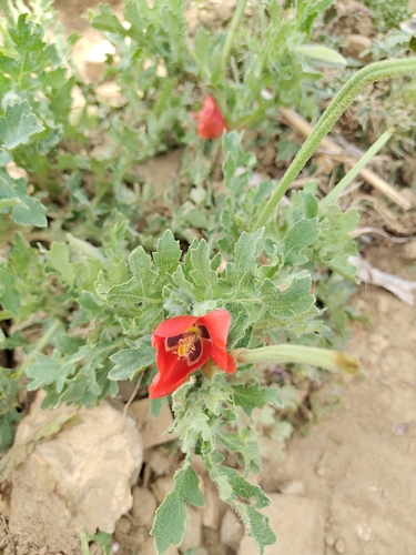 Red Horned Poppy