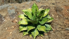 Agave cupreata